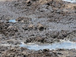 Bologonja_Seronera2009-4